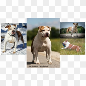 Transparent Pitbull Head Png - Pit Bull, Png Download - pit bull png