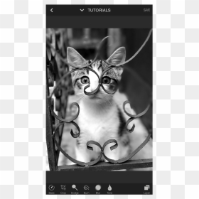 Domestic Short-haired Cat, HD Png Download - face blur png