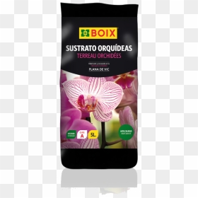 Orchids , Png Download - Moth Orchid, Transparent Png - orchids png