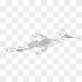 Weedy Sea Dragon Phyllopteryx Taeniolatus, Black White - Line Art, HD Png Download - dragon transparent png