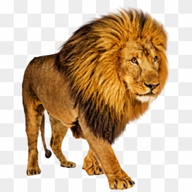 Lion With White Background, HD Png Download - swagat png