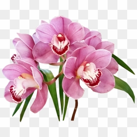 Gambar Bunga Anggrek Png, Transparent Png - orchids png