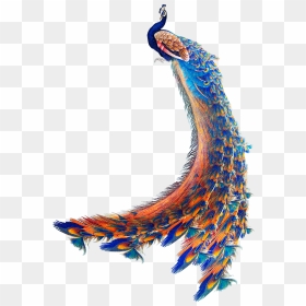Peacock Wallpaper Png, Transparent Png - peacock png hd