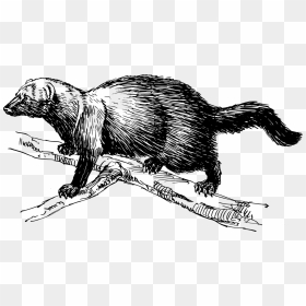 Fisher Animal Clip Art, HD Png Download - climbing png