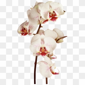 Watercolor Orchids Flower, HD Png Download - orchids png
