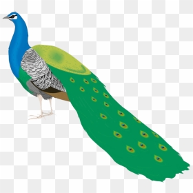 Peacock Png Free Pic - P Peacock, Transparent Png - peacock png hd