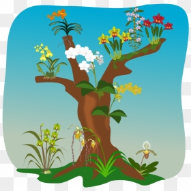 Orchids - Orchids On Trees Clipart, HD Png Download - orchids png