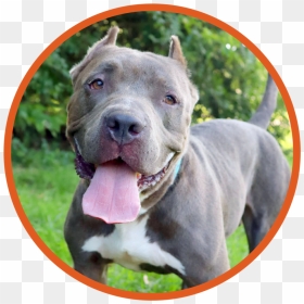 Godrick Is A Beautiful 4 Year Old Pit Bull - Pit Bull, HD Png Download - pit bull png