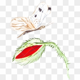 Drawing Feather Sketch - Drawing, HD Png Download - bansuri with peacock feather png
