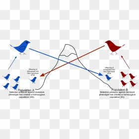 Gene Flow Final - Natural Selection Of Narwhals, HD Png Download - flow png