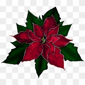 Poinsettia Clipart Swagat - Free Clipart Poinsettia, HD Png Download - swagat png