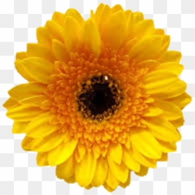 Yellow Flower Tumblr Beautyful - Sunflower Design, HD Png Download - art png tumblr
