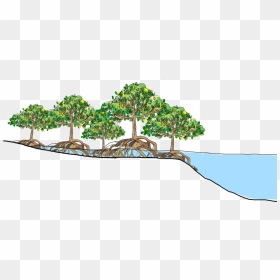 Cbemr A Successful Method - Mangrove Forest Png, Transparent Png - destroyed city png