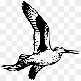Feather, Bird, Wing, Fly, Animal, Tail, Beak, Wings - Willet Drawing, HD Png Download - feelsbadman.png