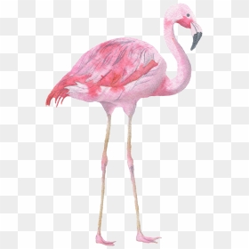 Pink Flamingo Watercolor Transparent Decorative Pattern - Watercolour Flamingo, HD Png Download - pink divider png