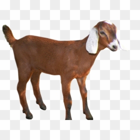Goat Png Transparent Images - Clipart Transparent Background Goat, Png Download - bakra png