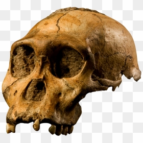 Questions About Darwinism And Cultural Touchstones - Australopithecus Sediba Skull Characteristics, HD Png Download - fossil png