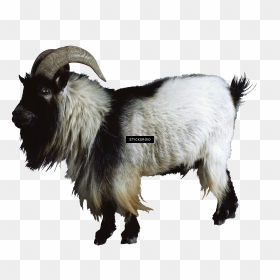Drawing Goats Side View - Mountain Goats Transparent Background, HD Png Download - bakra png