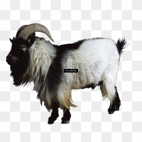 Drawing Goats Side View - Mountain Goats Transparent Background, HD Png ...