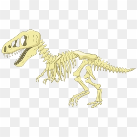 Image Transparent Library Bone Cartoon Clip Art Fossil - Transparent Background Dinosaur Bones Clipart, HD Png Download - fossil png