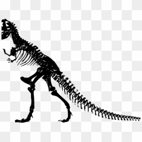 Dinosaurs Clipart Dinosaur Bone - T Rex Skeleton, HD Png Download - fossil png