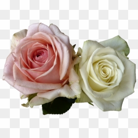Wedding, Roses, Flowers, Rose Flower, White, Pink - White And Pink Rose Png, Transparent Png - wedding rose flower png