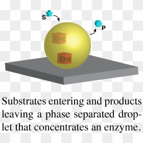 Droplet With Enzyme - Sphere, HD Png Download - michael rosen png