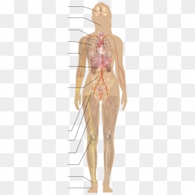 Human Diagram Without Labels, HD Png Download - full body png