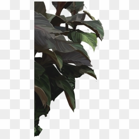 Single Banana Tree Plant - Transparent Gucci Flowers Png, Png Download - single banana tree plant png
