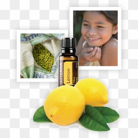 Dōterra Lemon Oil - Bitter Orange, HD Png Download - doterra png