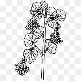 Wax Currant Clip Arts - Wax Flower Line Drawings, HD Png Download - wax png