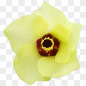 Artificial Flower, HD Png Download - lady finger png