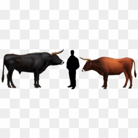 Bull Size Compared To Human, HD Png Download - tauros png