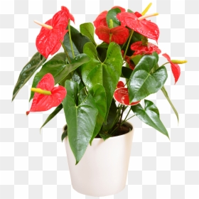 Air Purifying Plants Nz, HD Png Download - plant.png