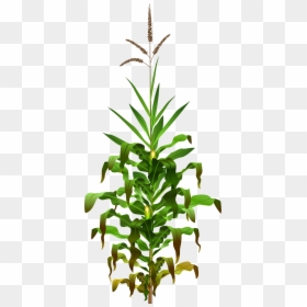 Corn Plant Png, Transparent Png - plant.png