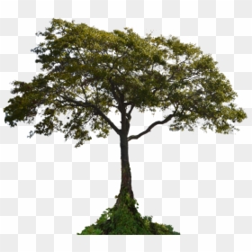 Transparent Background Tree Png, Png Download - tree background png