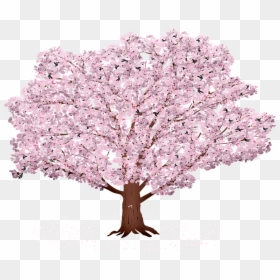 Sakura Tree Background Sunrays Sakura Summer Spring - Sakura Tree Hd Transparent, HD Png Download - tree background png