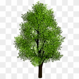 Trees With Clear Background, HD Png Download - christmas tree transparent background png