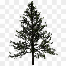 Transparent Background Pine Tree, HD Png Download - christmas tree transparent background png