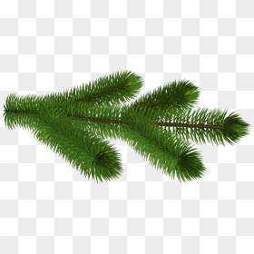 Pine Tree Branch Transparent Background, HD Png Download - christmas tree transparent background png