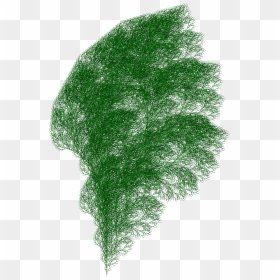 A Fractal Plant Generated Using Axiom F, Production - Drawing Of A Bush, HD Png Download - plants png transparent