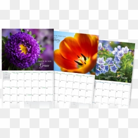 Stunningly Beautiful Month Calendar Png Holidays Png - Tulip, Transparent Png - 2018 calendar png hd