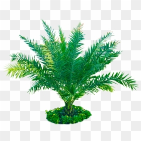 Attalea Speciosa, HD Png Download - plants png transparent