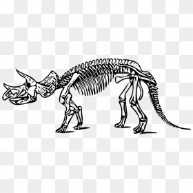 Skeleton Coloring Pages T Rex, HD Png Download - fossil png