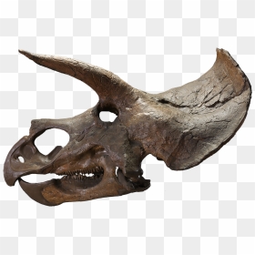 The Last American Dinosaurs - Triceratops Skull Transparent Background, HD Png Download - fossil png