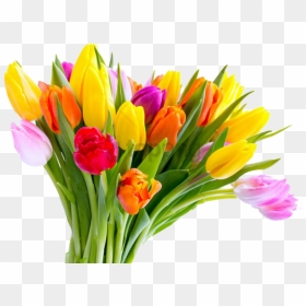 Free Png Download Mothers Day Tulip Flower Bouquet - Tulip Flower Png Hd, Transparent Png - flowers bouquet hd png