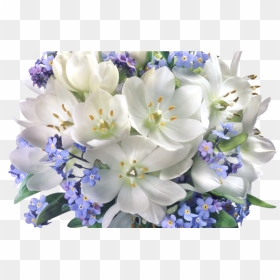 Transparent Crocuses Clipart - Jasmine Flower Bouquet, HD Png Download - flower boke png