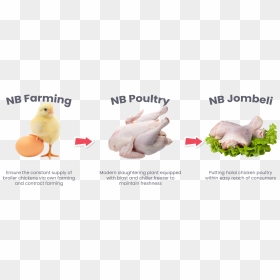 Turkey Meat, HD Png Download - broiler chicken meat png