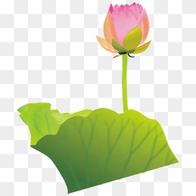 Lotus Clipart Australian Flower - Clip Art, HD Png Download - kamal flower png