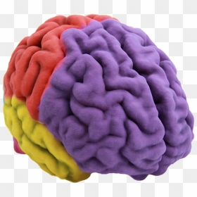 Human Brain 3d Printing Anatomy - 3d Brain Png, Transparent Png - brain png images